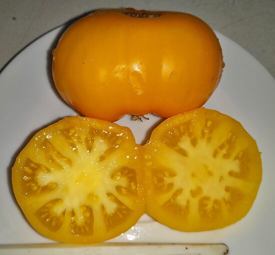 Гном Жёлтый Жасмин